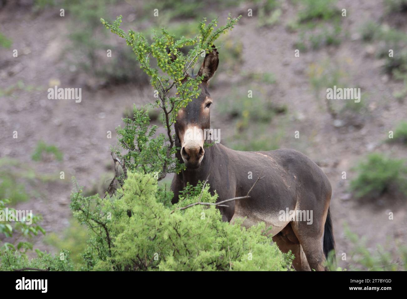 6th, january, 2022; Salta, Argentina. A wild and curious donkey hides on the side of the road. Stock Photo