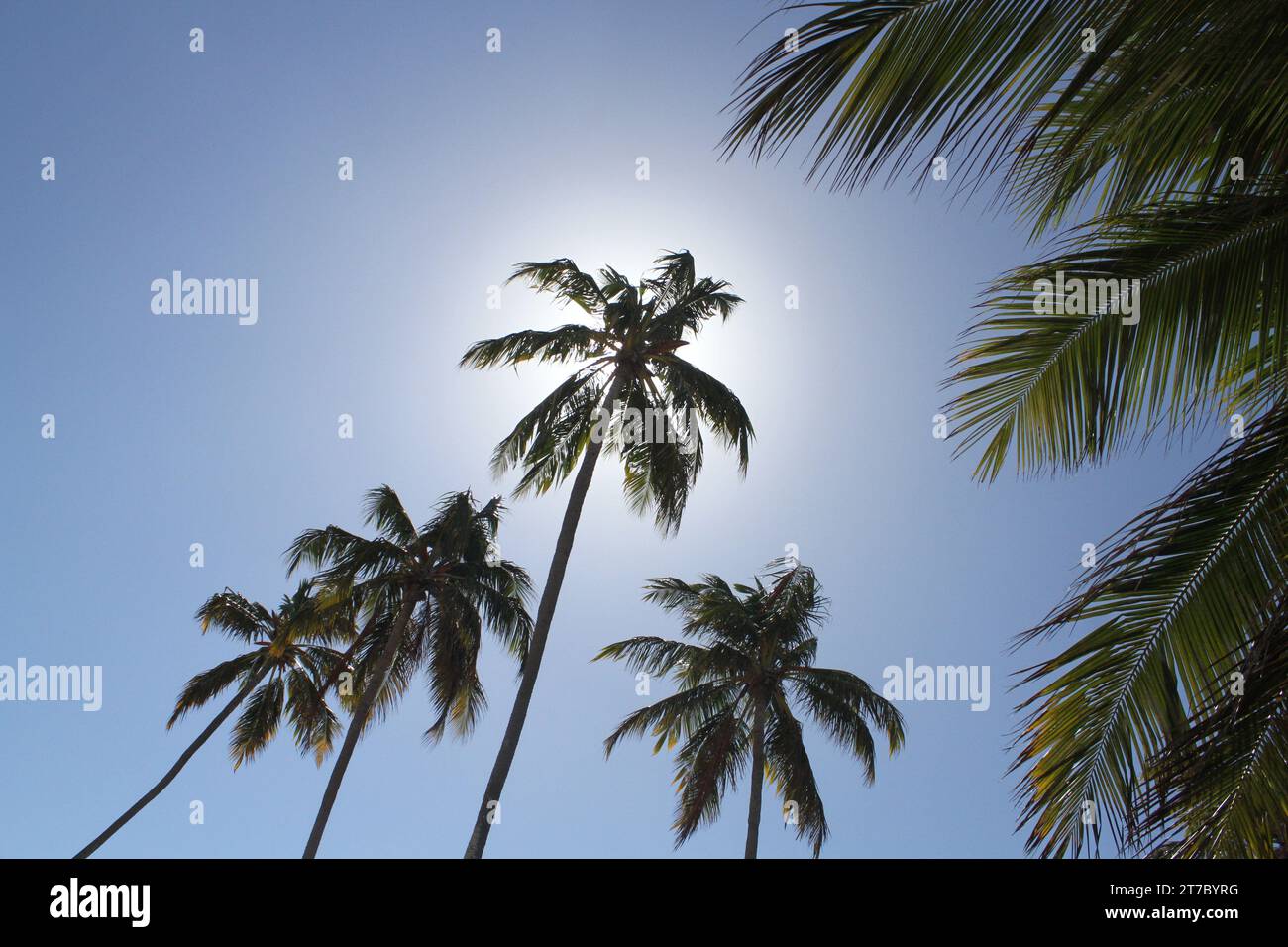 12th, january, 2017; Maceio, Alagoas, Brasil. Palm trees abound on the beaches of Maceio Stock Photo