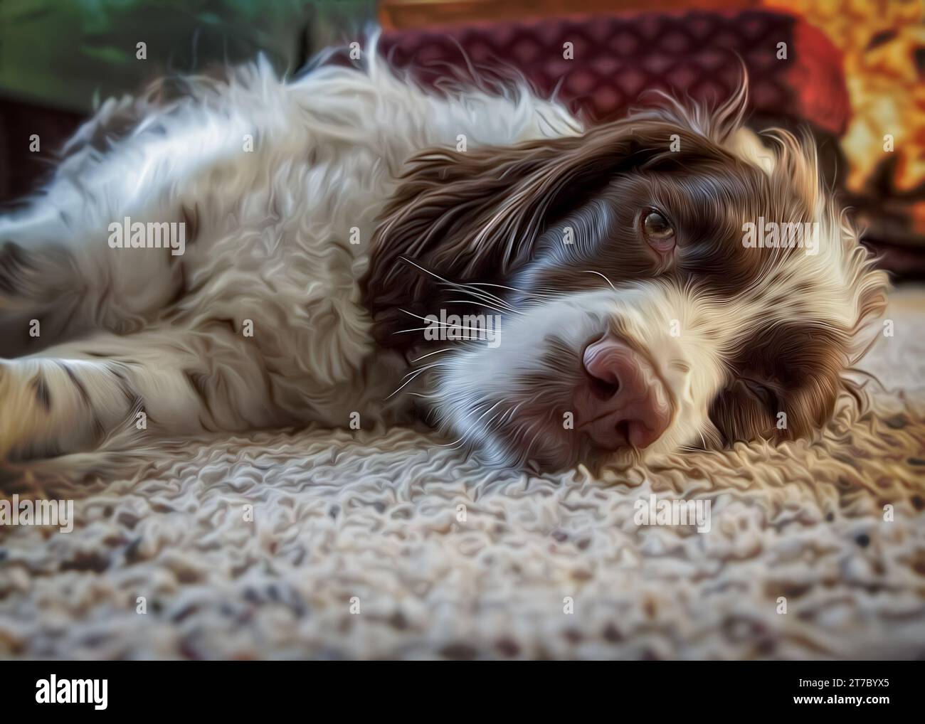 Digital Oil Painting of a tired Springer Spaniel dog lying on the carpet floor while staring at camera Stock Photo