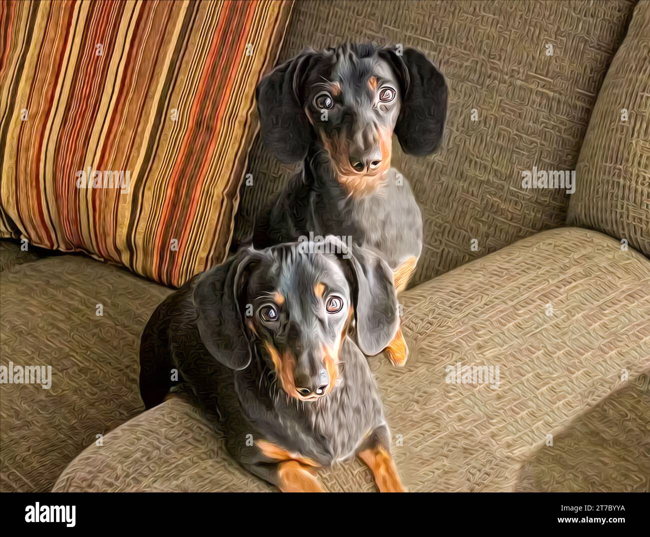 Digital Oil Painting of two smooth haired black and tan Dachshund dogs sitting on chair Stock Photo