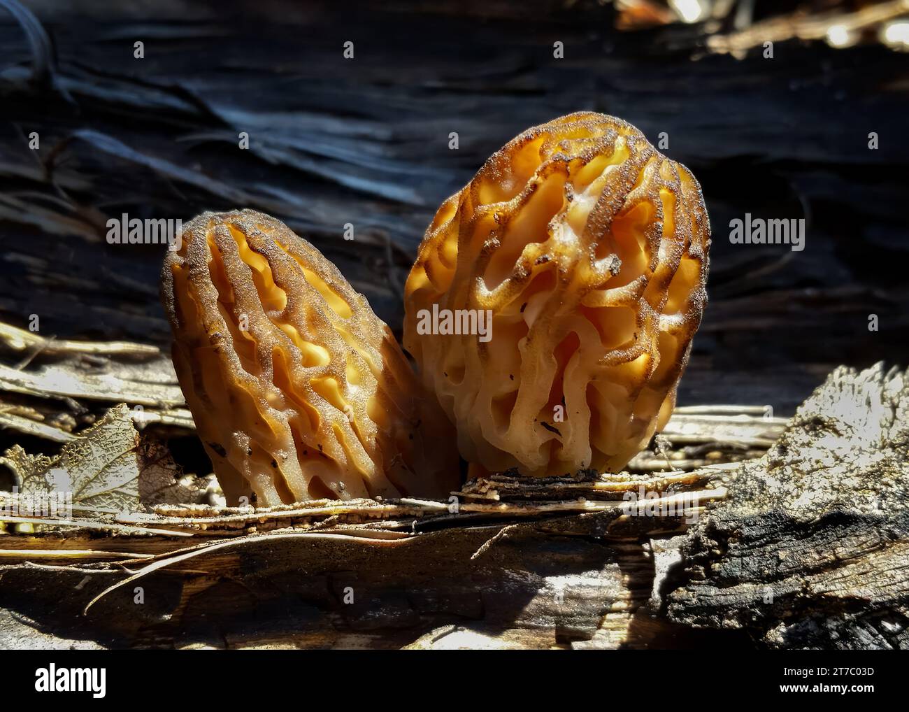 Close up Young Black Morel Mushrooms (Morchella elata) poking through