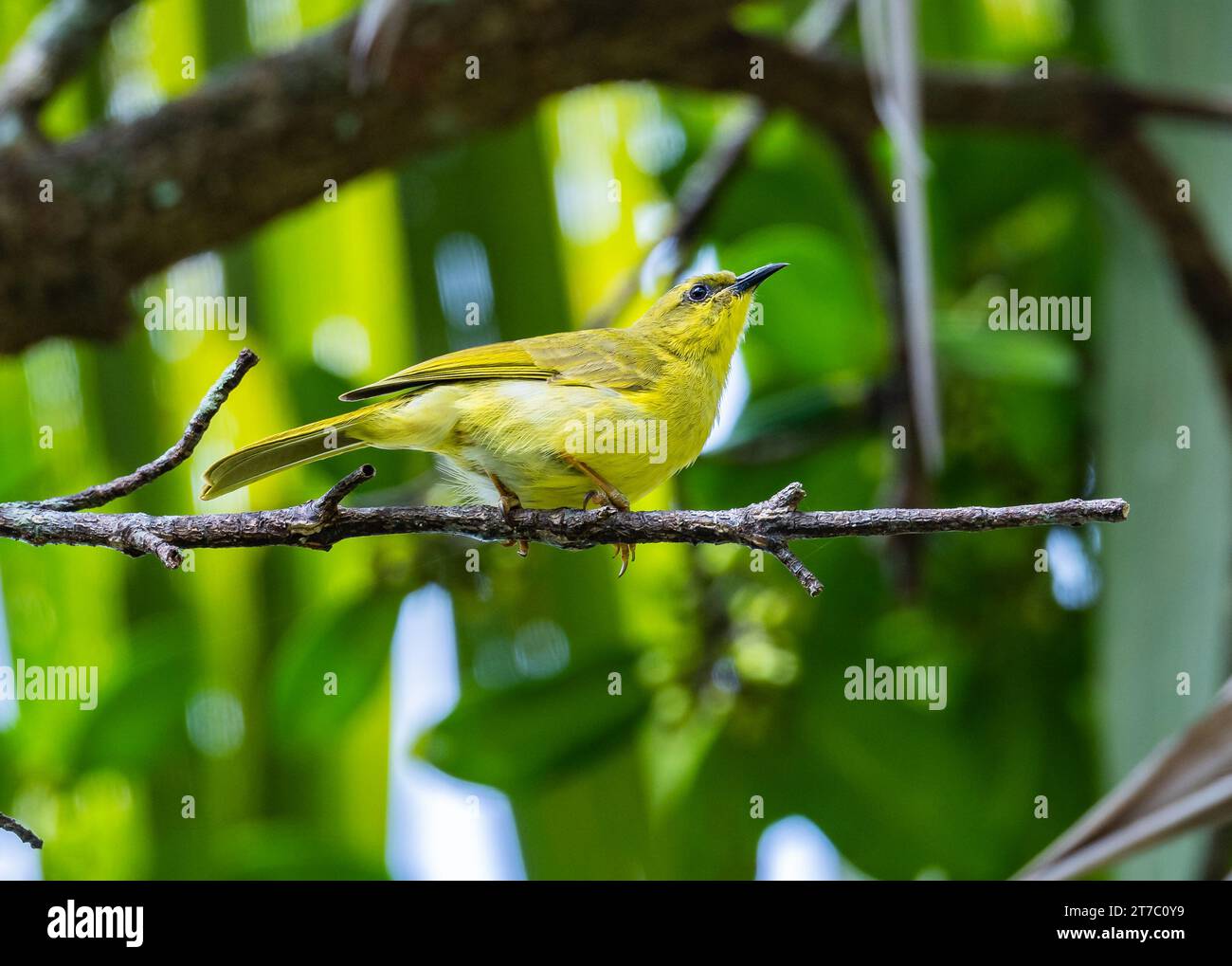 Stomiopera flava hires stock photography and images Alamy