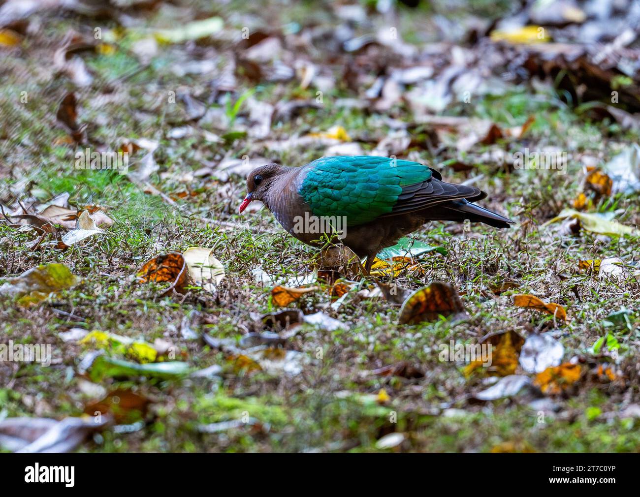 A Pacific Emerald Dove (Chalcophaps longirostris) foraging on ground. Queensland, Australia. Stock Photo