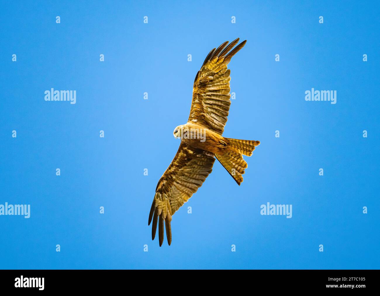 A Black Kite (Milvus migrans) soaring in blue sky. Queensland, Australia. Stock Photo