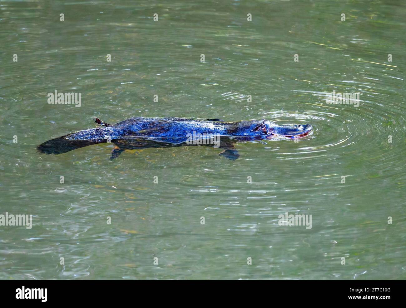 A Platypus (Ornithorhynchus anatinus) swimming in a river. Queensland, Australia. Stock Photo