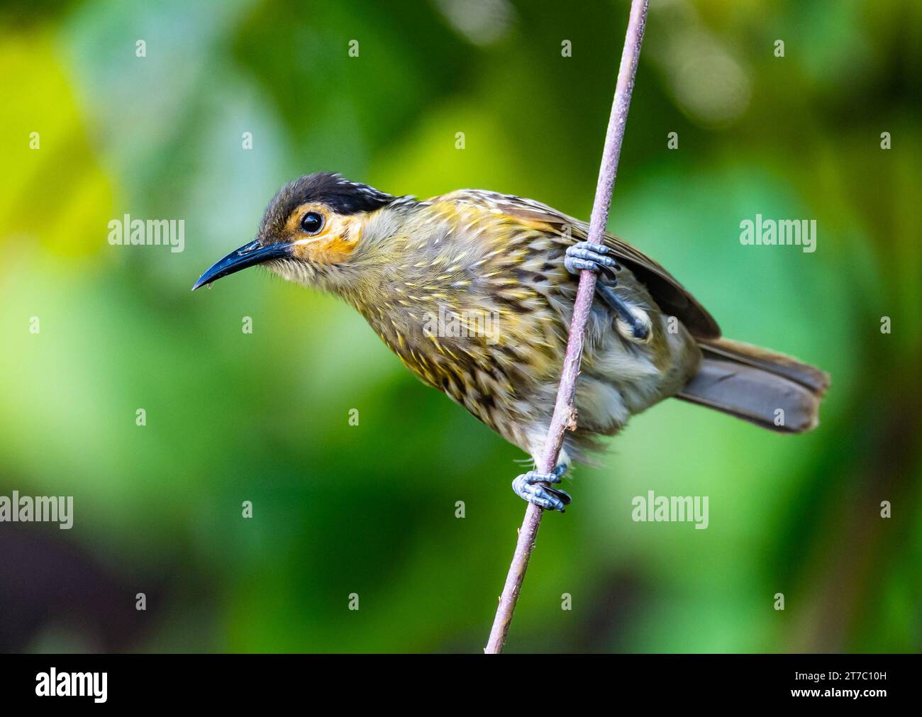 A Macleay's Honeyeater (Xanthotis macleayanus) perched on a stick. Queensland, Australia. Stock Photo