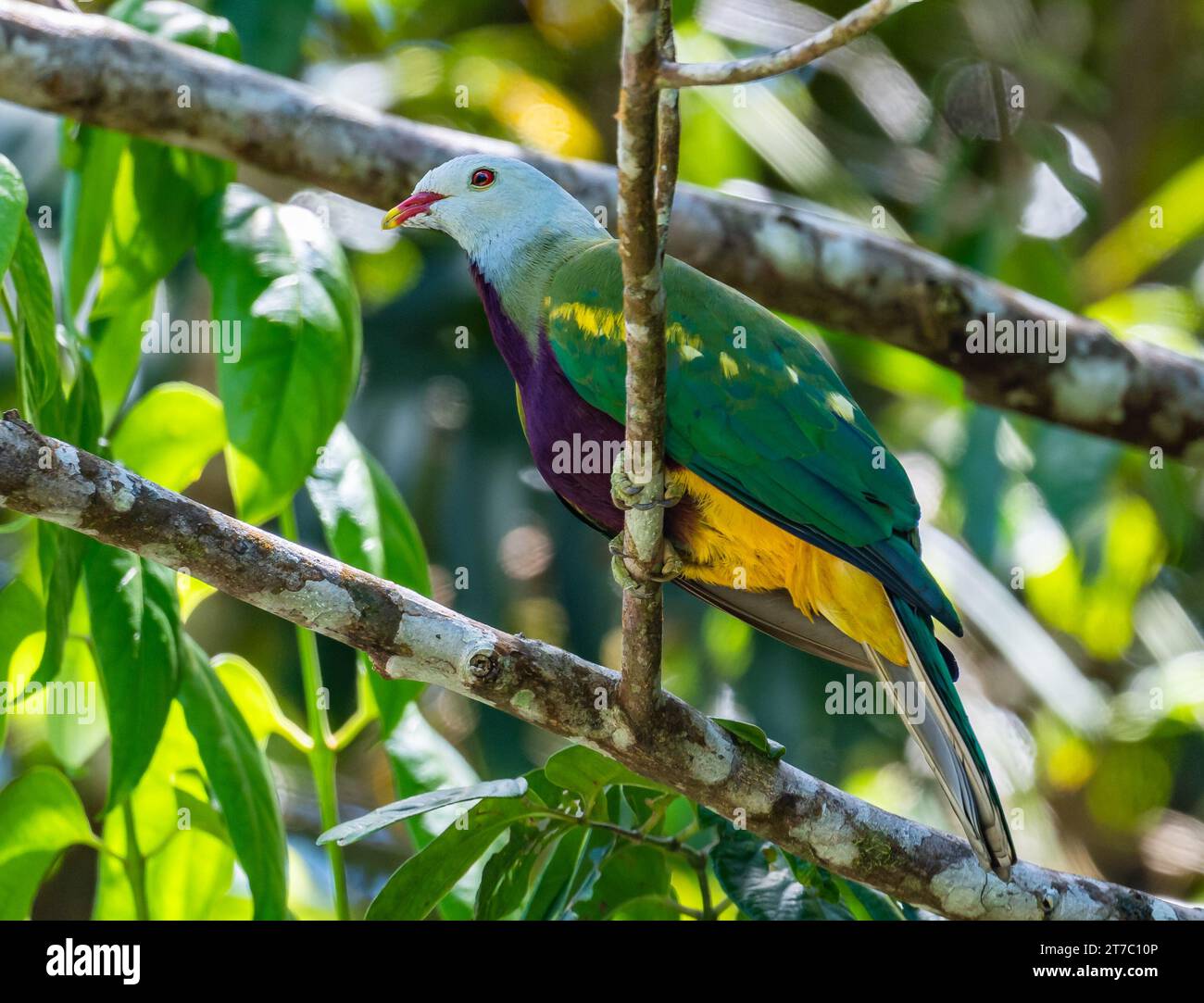 A colorful Wompoo Fruit-Dove (Ptilinopus magnificus) perched on a branch. Queensland, Australia. Stock Photo