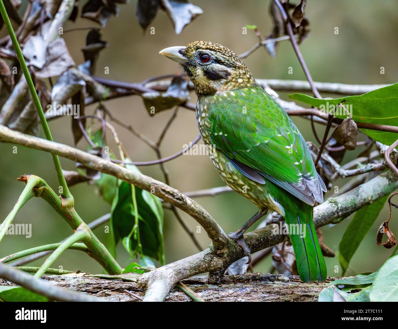 A Spotted Catbird (Ailuroedus maculosus) perched on a branch. Queensland, Australia. Stock Photo