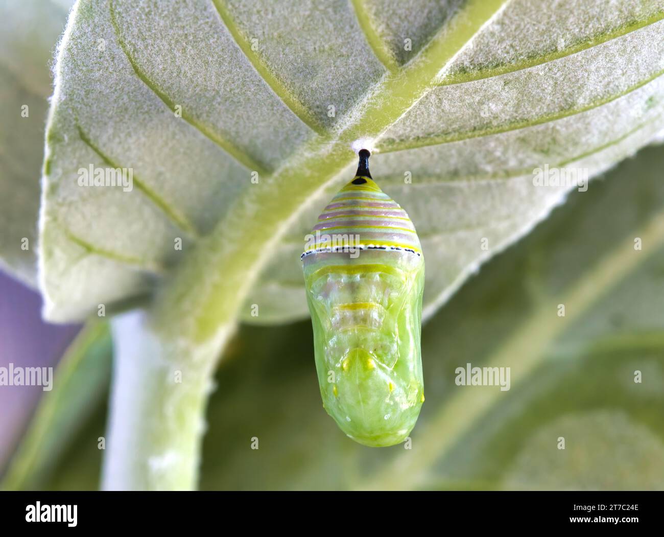 Monarch chrysalis just beginning its tranformation into a butterfly