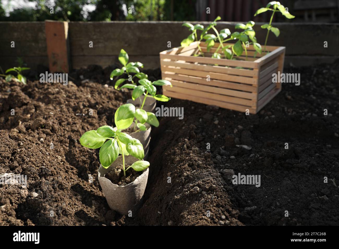 Beautiful seedlings in peat pots on soil outdoors Stock Photo - Alamy