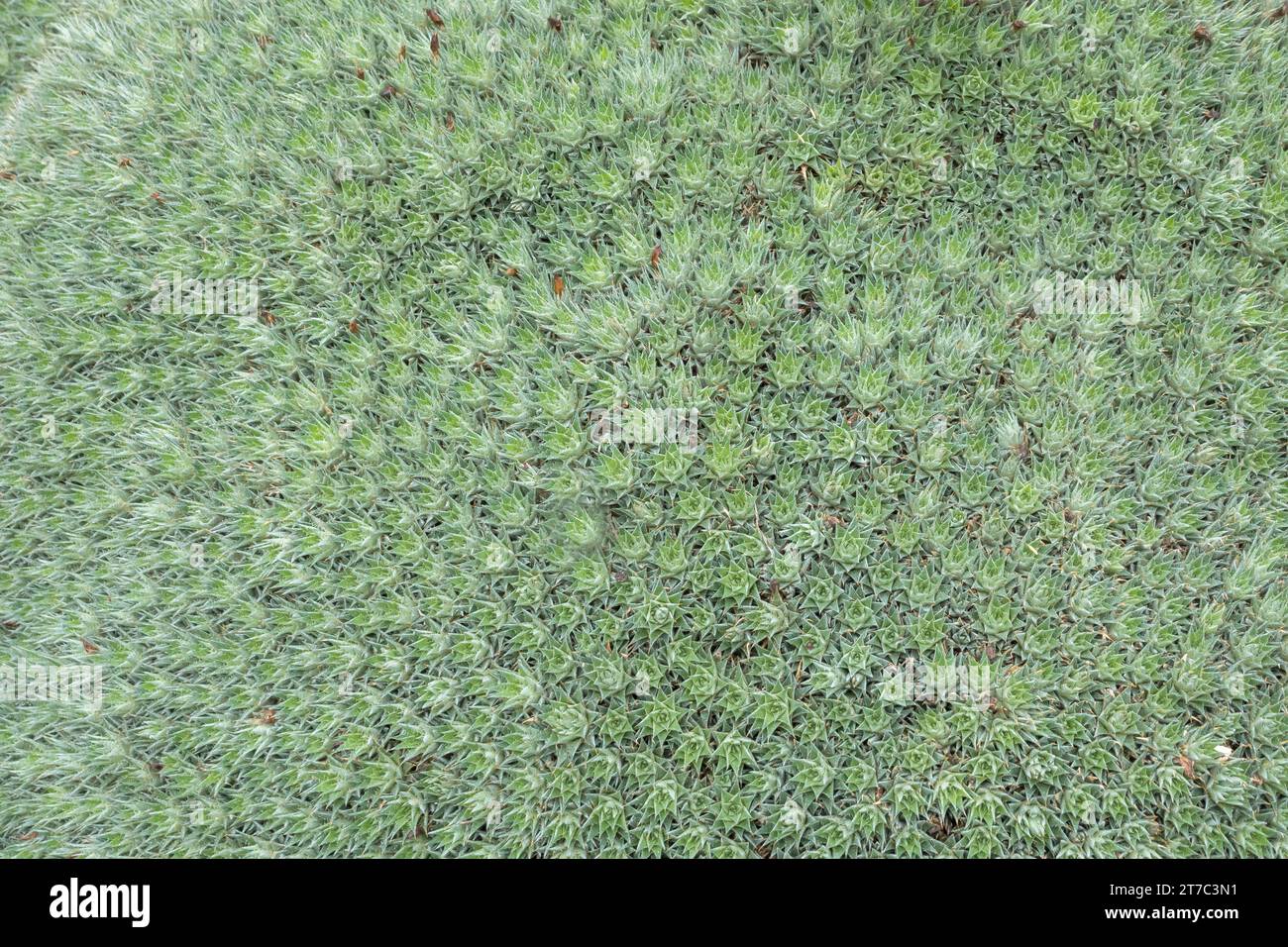 Deuterocohnia brevifolia, plant species from the (Bromeliaceae) family, North Rhine-Westphalia, Germany Stock Photo