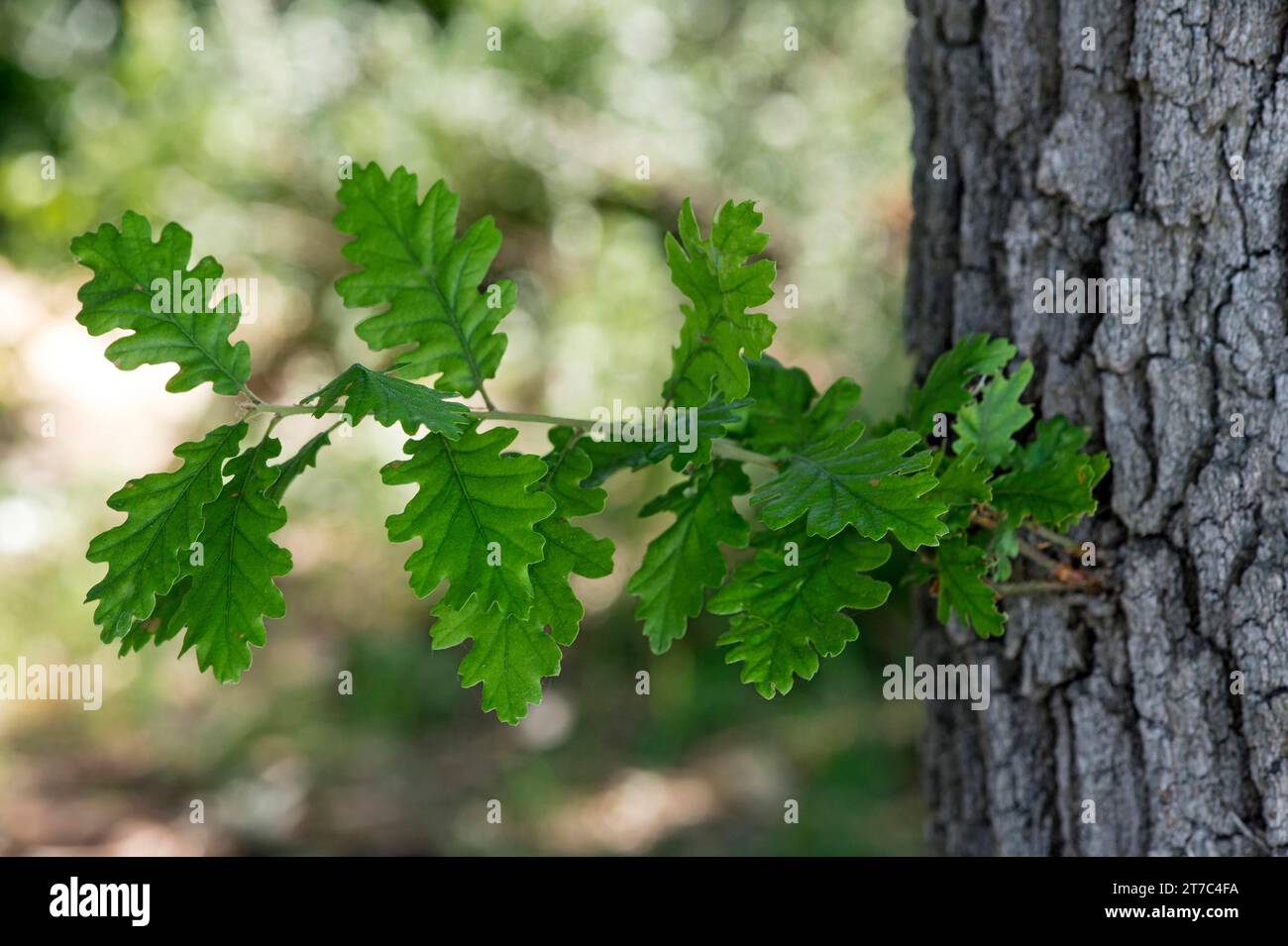 Leaves of the downy oak (Quercus pubescens), Kaiserstuhl region, Baden-Wuerttemberg, Germany Stock Photo