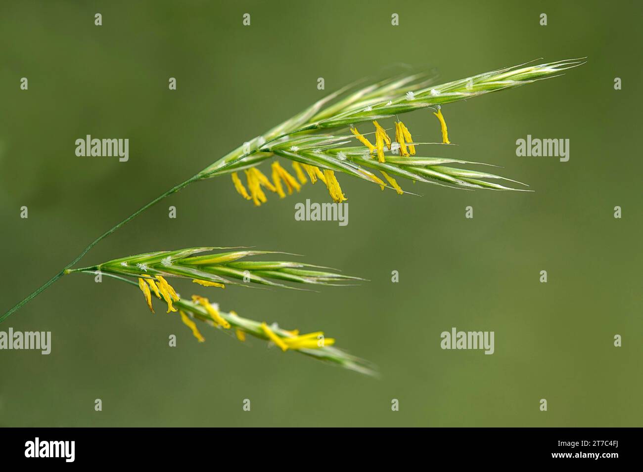 Inflorescence of common couch grass (Elymus repens), Kaiserstuhl region, Baden-Wuerttemberg, Germany Stock Photo