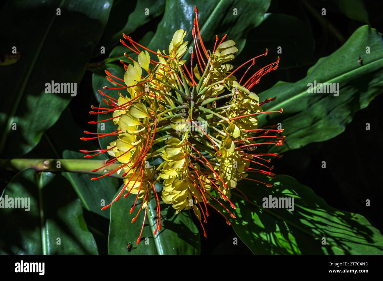 Kahili ginger (Hedychium gardnerianum), flower, Madeira, Portugal Stock Photo