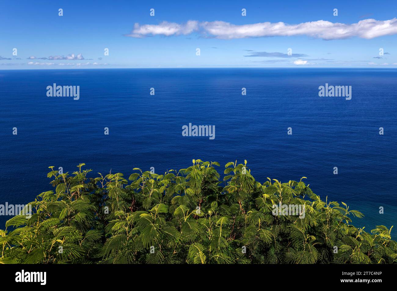 Gulmohar tree in front of the blue sea, Madeira, Portugal Stock Photo