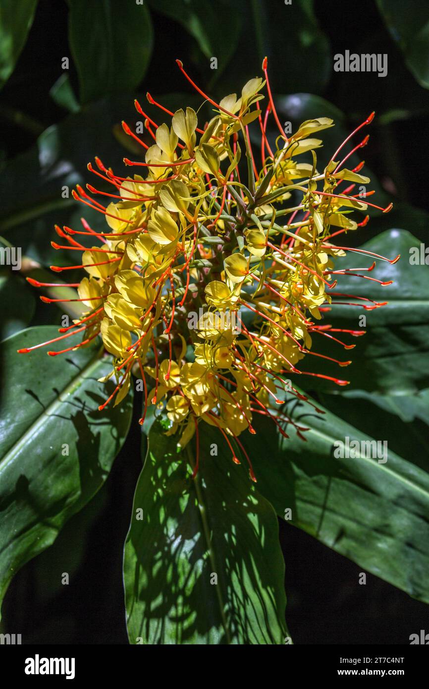 Kahili ginger (Hedychium gardnerianum), flower, Madeira, Portugal Stock Photo