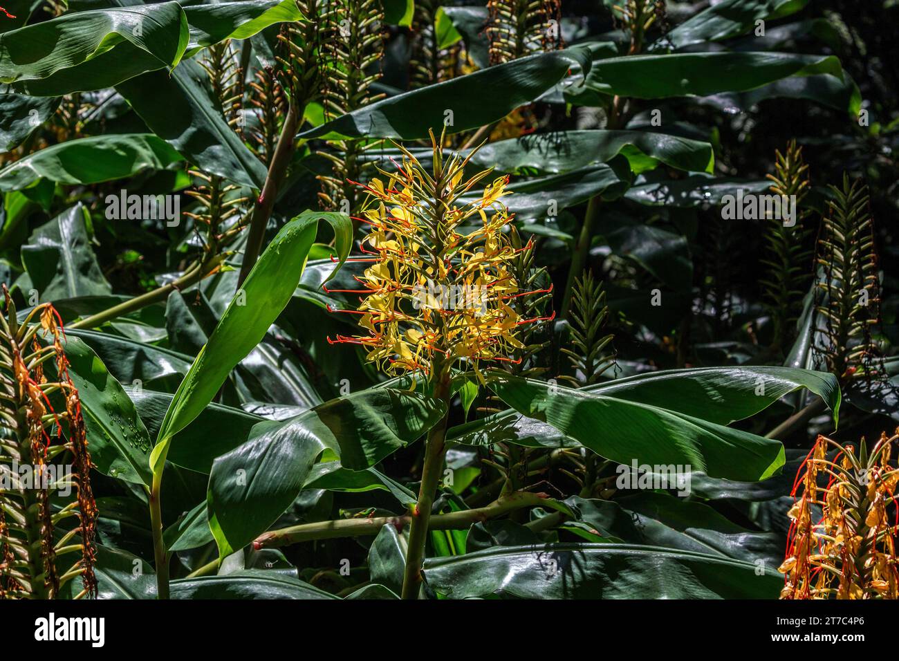 Kahili ginger (Hedychium gardnerianum), flower, Madeira, Portugal Stock Photo