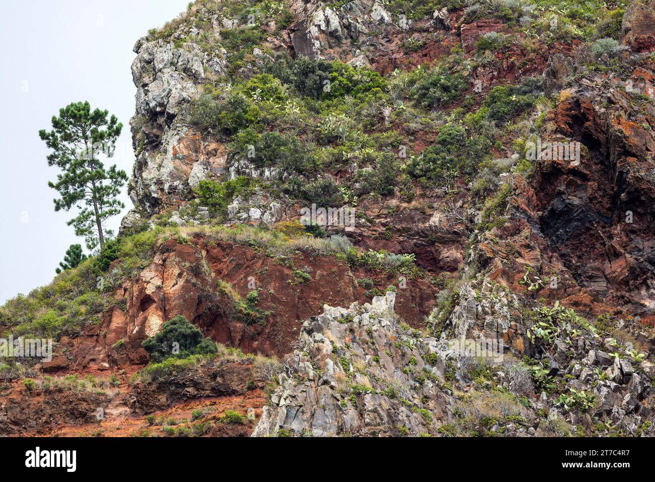 Weathered lava rocks on the cliffs, overgrown with plants, near Paul do Mar, Madeira, Portugal Stock Photo