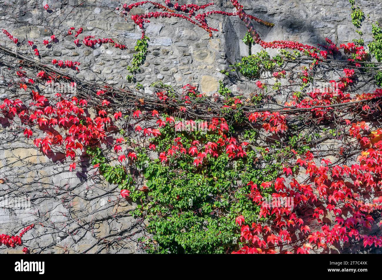 City wall with boston ivy (Parthenocissus tricuspidata), and pipevine or dutchman's pipe (Aristolochia macrophylla), Kempten, Allgaeu, Bavaria Stock Photo