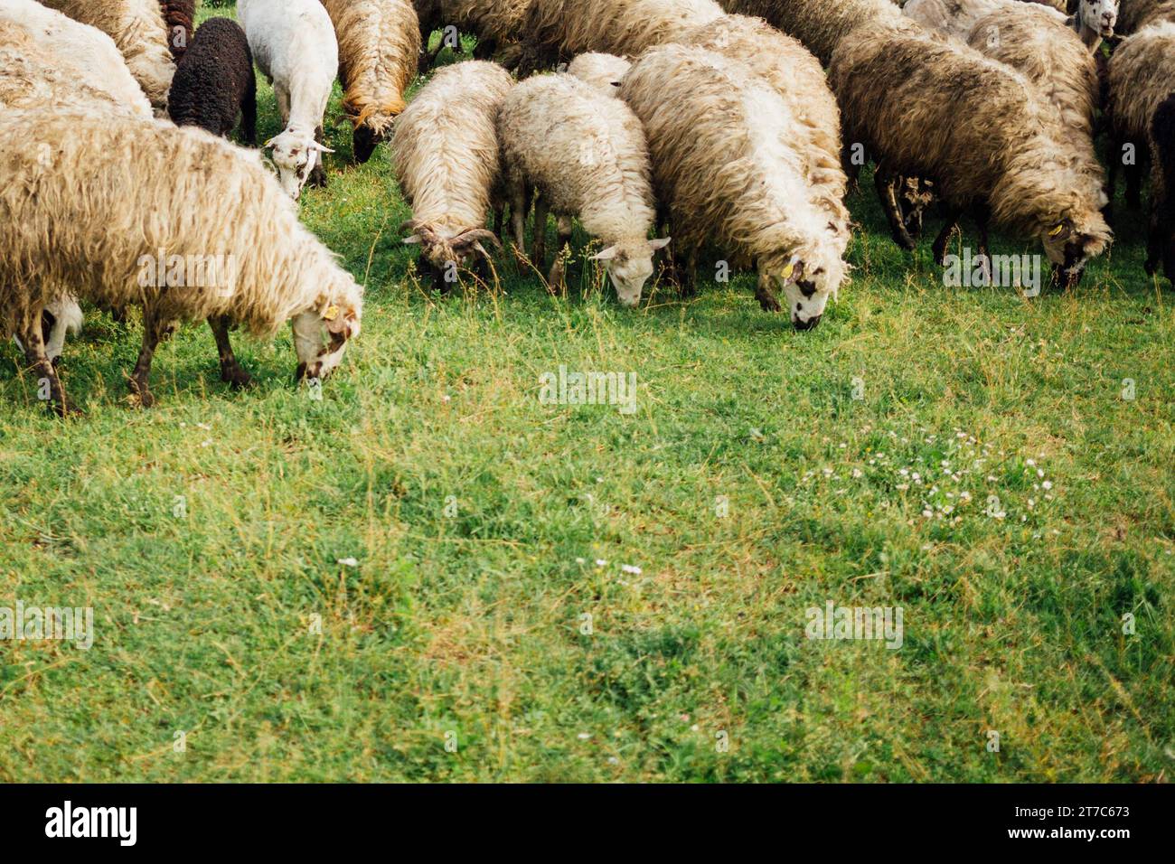 Close up sheep eating grass pasture Stock Photo