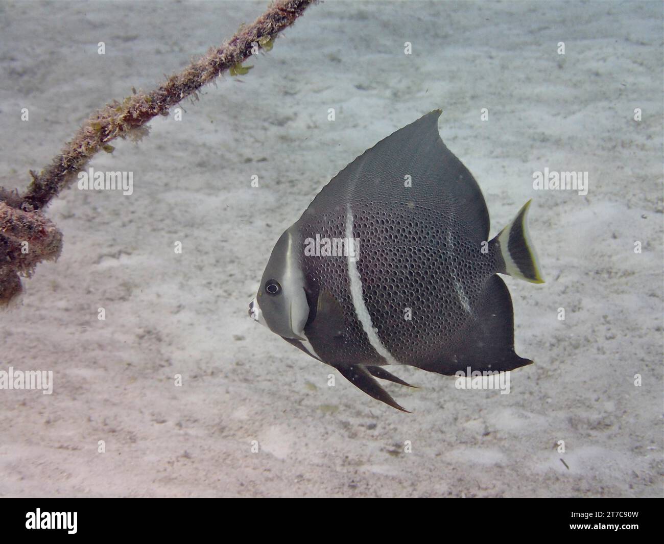 Gray angelfish (Pomacanthus arcuatus), juvenile, dive site Nursery, Tavernier, Florida Keys, Florida, USA, North America Stock Photo