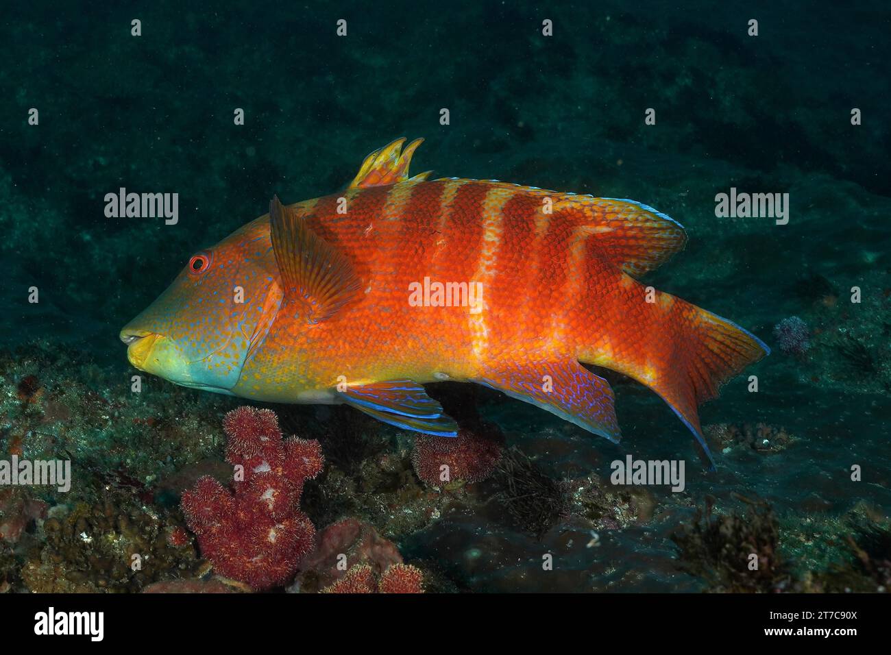 Colourful Natal tooth wrasse (Anchichoerops natalensis), wrasse, tooth wrasse, dive site Aliwal Shoal, Umkomaas, KwaZulu Natal, South Africa Stock Photo