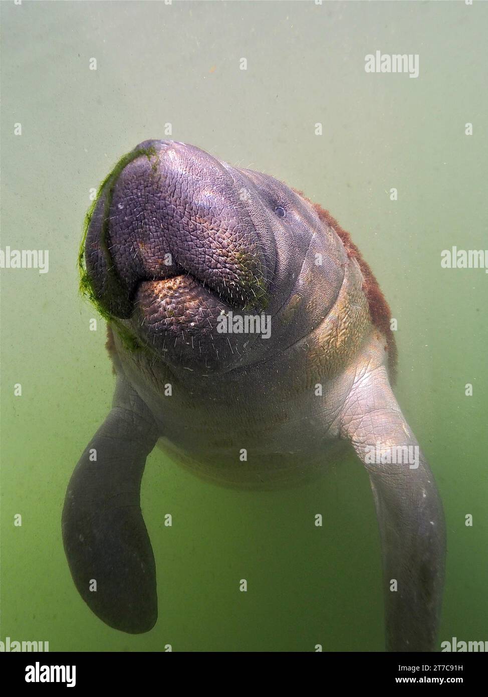 Close-up of juvenile round-tailed manatee (Trichechus manatus) in