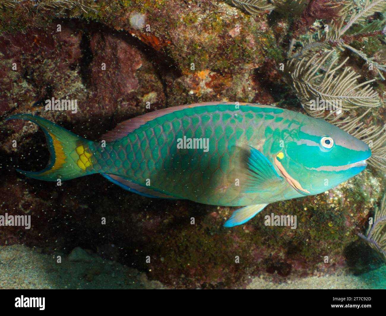Stoplight parrotfish (Sparisoma viride), dive site John Pennekamp Coral Reef State Park, Key Largo, Florida Keys, Florida, USA Stock Photo
