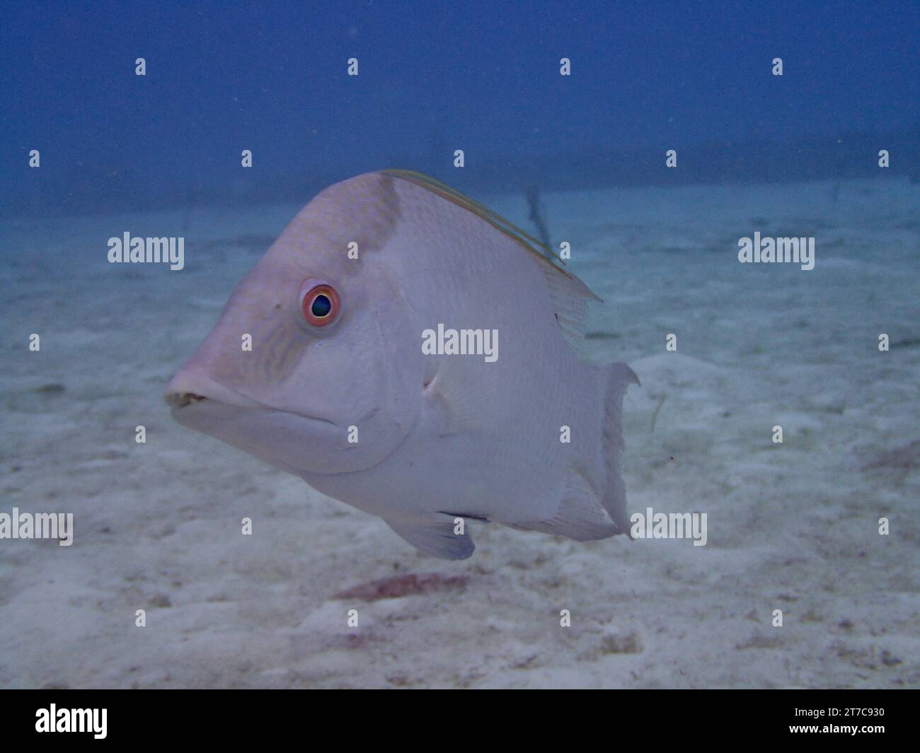 Hogfish (Lachnolaimus maximus), dive site Nursery, Tavernier, Florida Keys, Florida, USA, North America Stock Photo