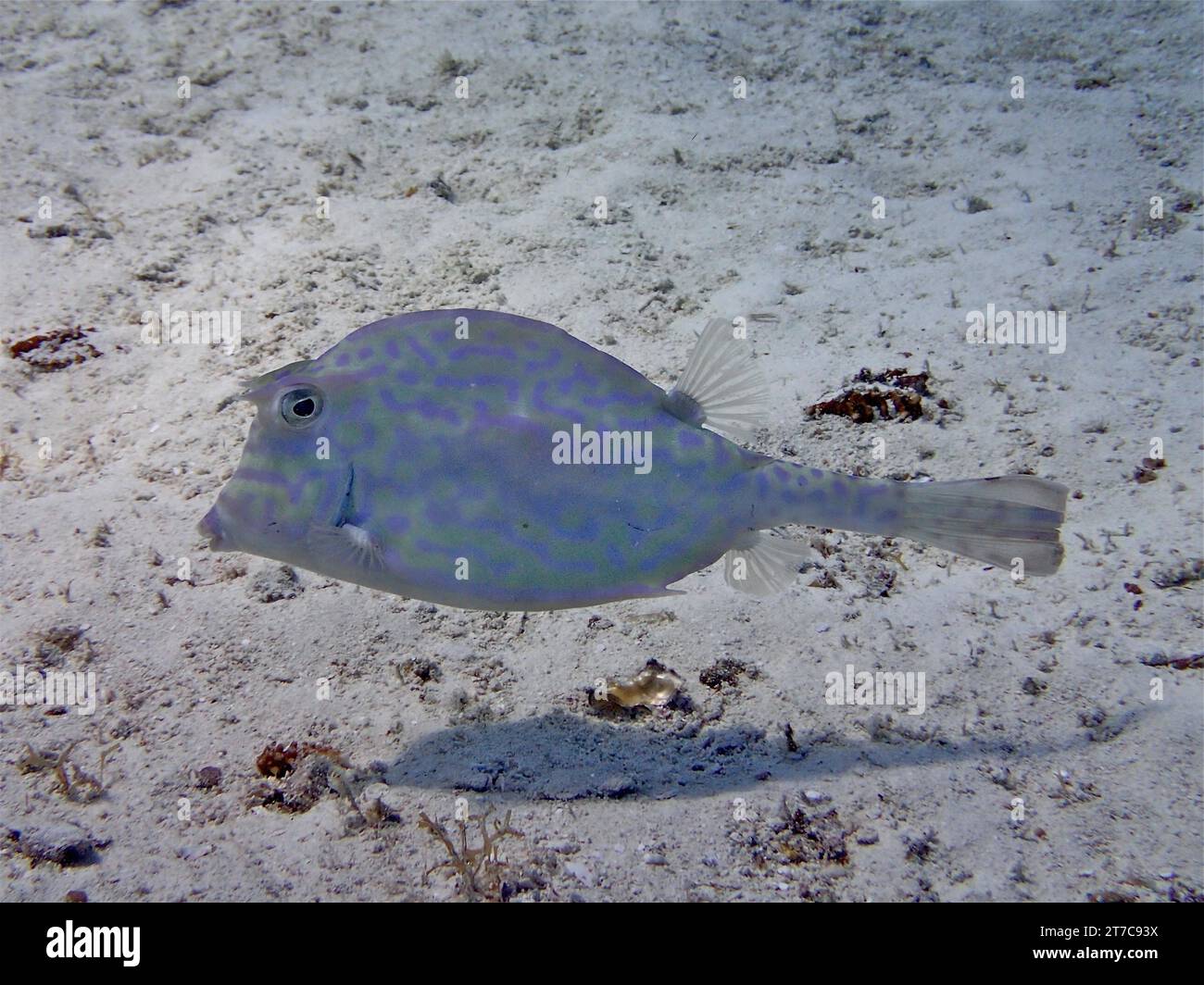 Scrawled cowfish (Acanthostracion quadricornis), dive site Nursery, Tavernier, Florida Keys, Florida, USA, North America Stock Photo