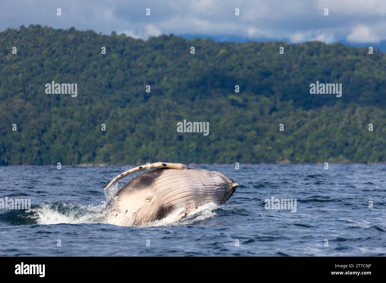 Humpback whale (Megaptera novaeangliae) jumping out of the water ...