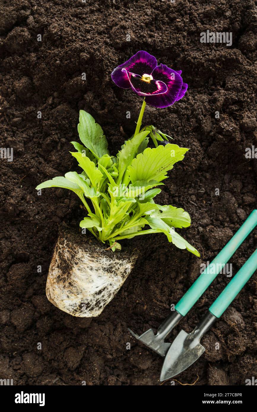 Pansy flower plant gardening tools fertile soil Stock Photo