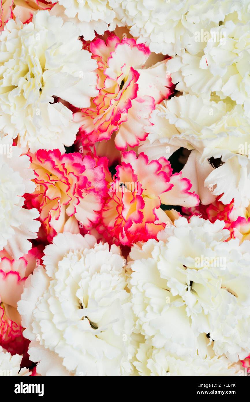 Pink white carnation flowers background Stock Photo - Alamy