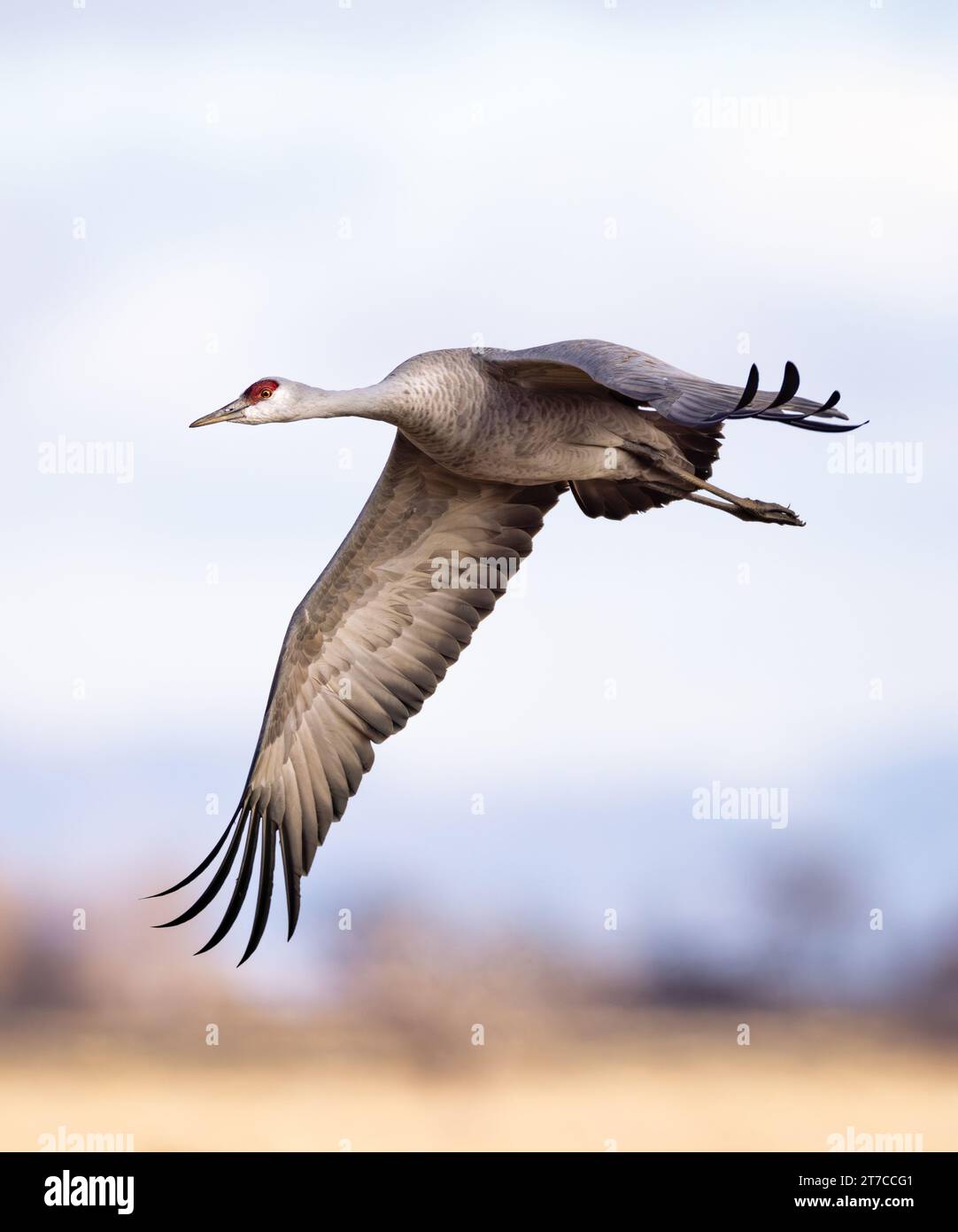Sandhill Crane grus canadensis in flight during spring Sandhill