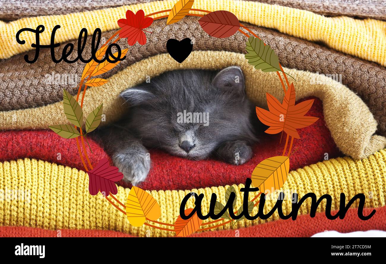 Cute cat lying under warm plaids. Hello, autumn Stock Photo