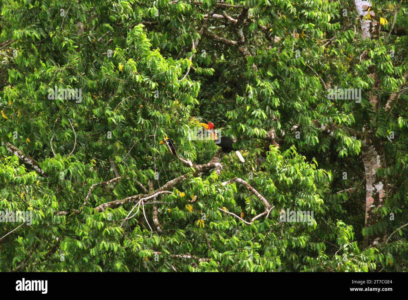 A pair of knobbed hornbills (Rhyticeros cassidix), a monogamous species with slow breeding rates, is photographed as they are foraging on a tree, in a dense vegetated landscape at the foot of Mount Tangkoko and Duasudara (Dua Saudara) in Bitung, North Sulawesi, Indonesia. Hornbill—vulnerable to hunting due the high value of their meat, casques, and tail feathers—has an important role in forest regeneration and in maintaining large trees density by its capability as a seed-dispersal agent, while at the same time a healthy rainforest is important in fighting global warming by its... Stock Photo