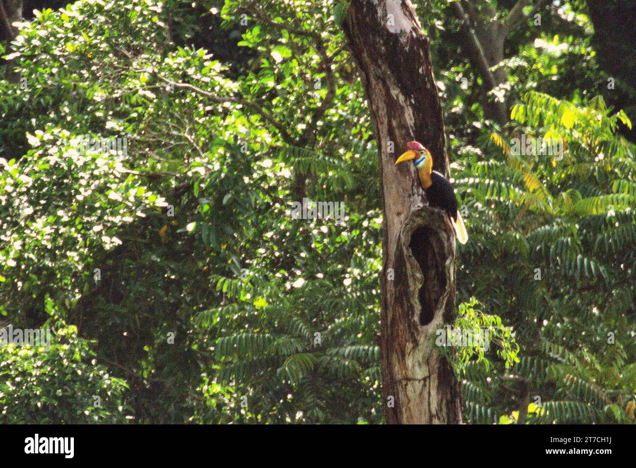 A knobbed hornbill (Rhyticeros cassidix), male individual, perches above a hole on a dead tree, in a background of dense forest at the foot of Mount Tangkoko and Duasudara (Dua Saudara) in Bitung, North Sulawesi, Indonesia. Hornbill—vulnerable to hunting due the high value of their meat, casques, and tail feathers—has an important role in forest regeneration and in maintaining large trees density by its capability as a seed-dispersal agent, while at the same time a healthy rainforest is important in fighting global warming by its carbon-absorbing role. 'High-integrity tropical forests are... Stock Photo
