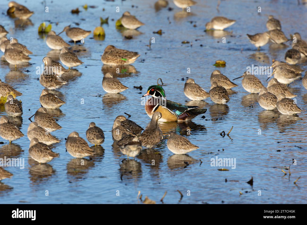 A male wood duck among sleeping and resting long-billed dowitchers in Burnaby Lake, Burnaby, BC, Canada. Stock Photo
