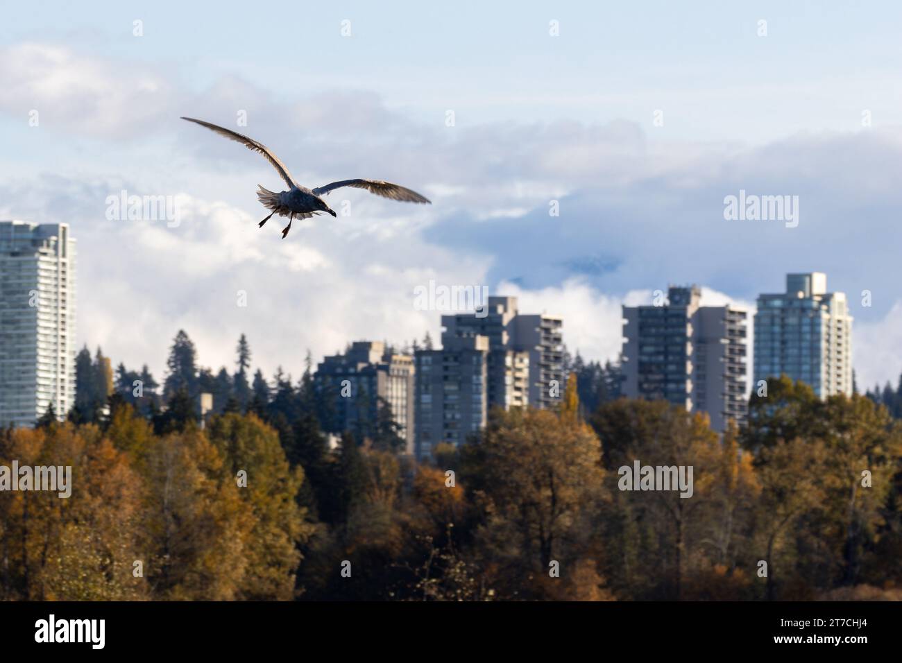 A juvenile seagull soaring over Burnaby Lake with some residential buildings in the background in Burnaby, BC, Canada. Stock Photo