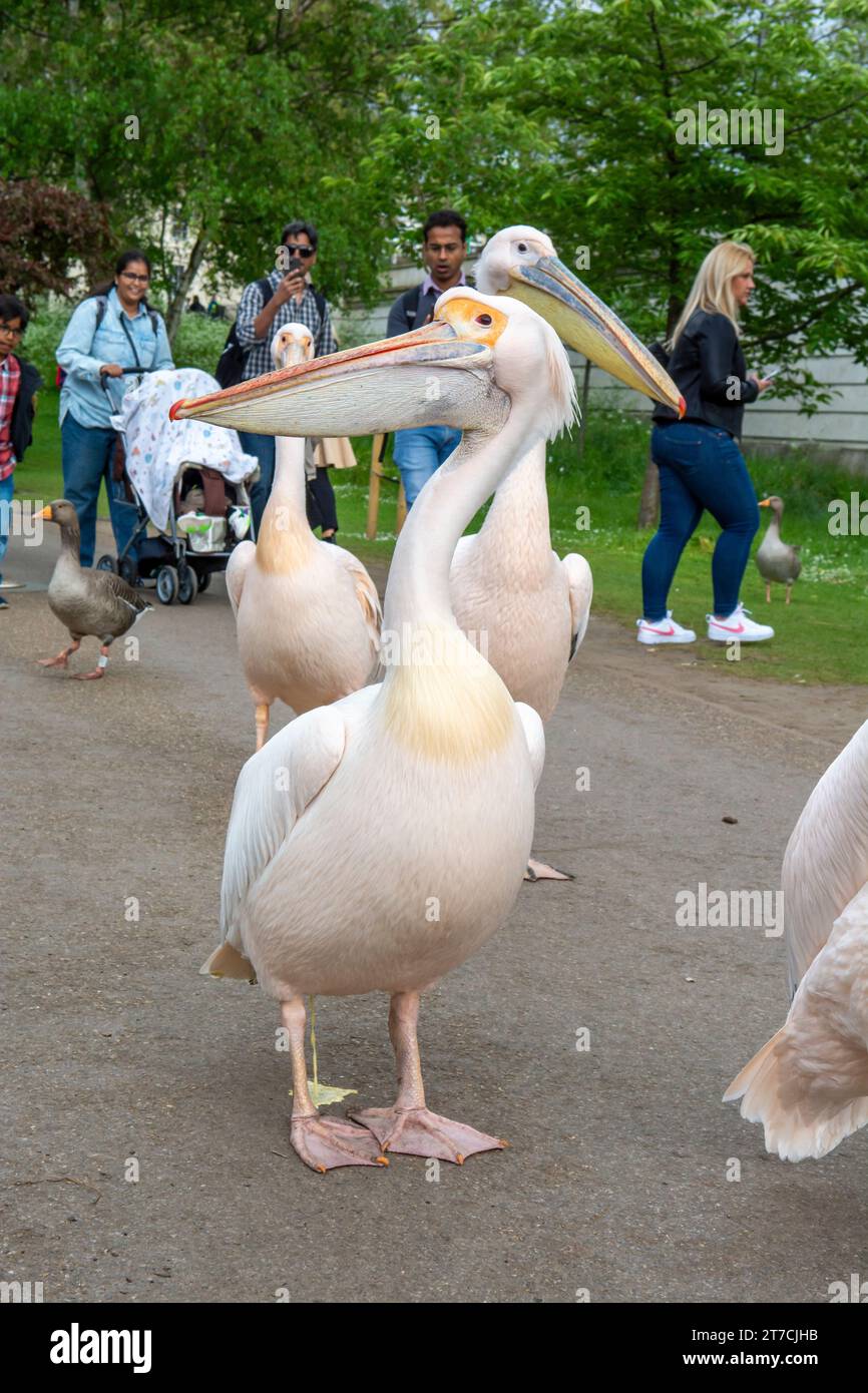 London, UK - May, 10, 2023 : Pelicans (Pelecanus onocrotalus) on the walkway in the St James's Park in London. UK. Stock Photo