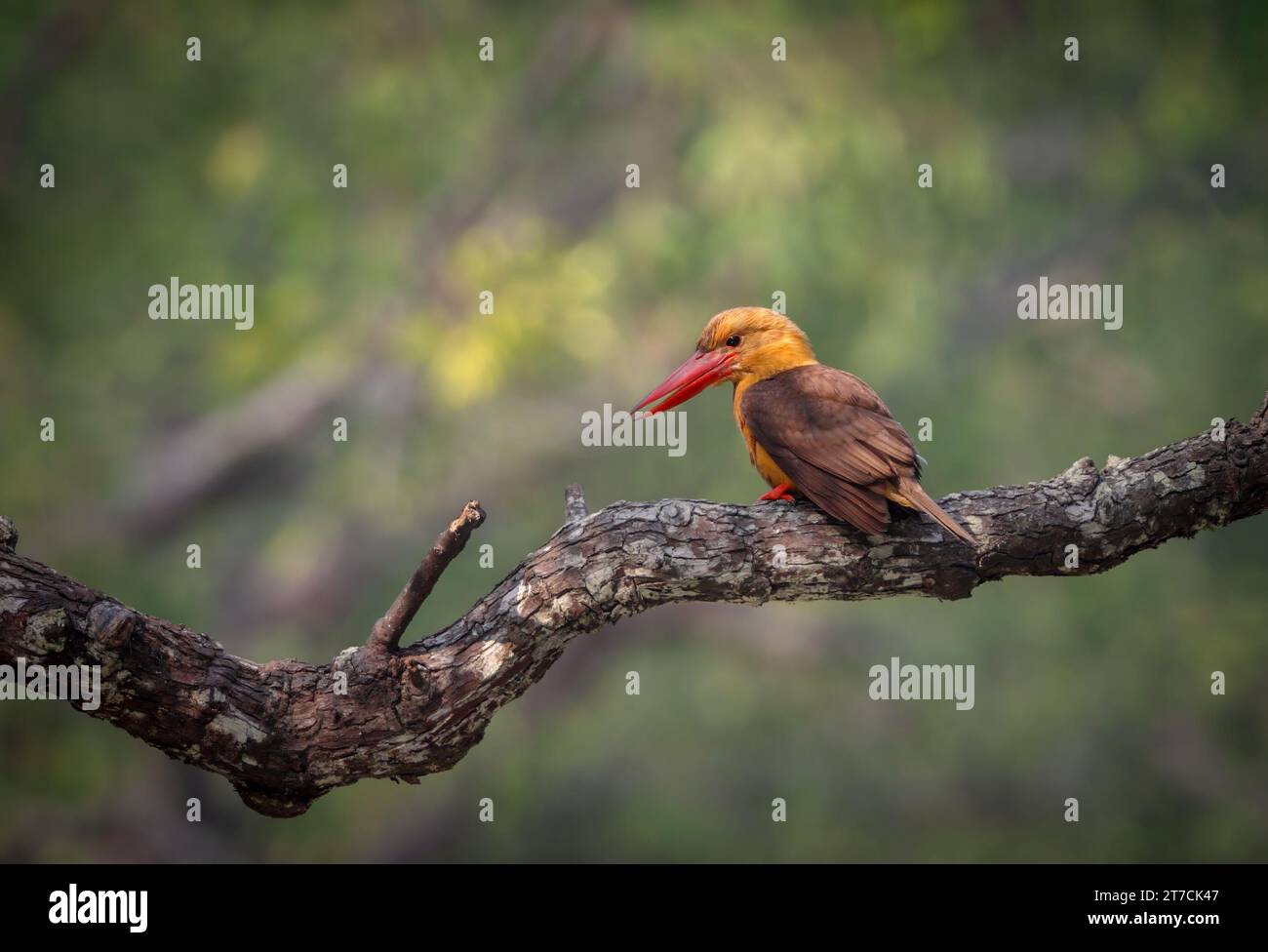 Brown-winged kingfisher is a species of bird in the subfamily Halcyoninae. Stock Photo