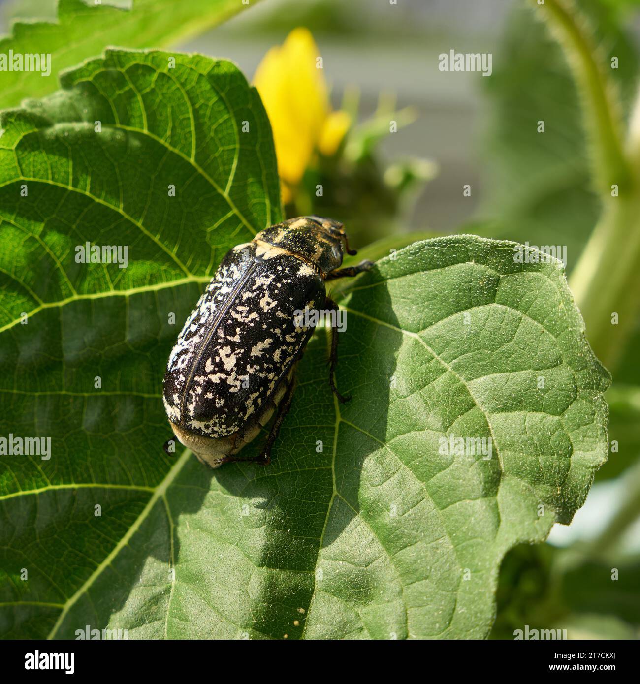 the worldwide very rare Walker, Pine Chafer, Polyphylla fullo, on the leaf of a sunflower Stock Photo