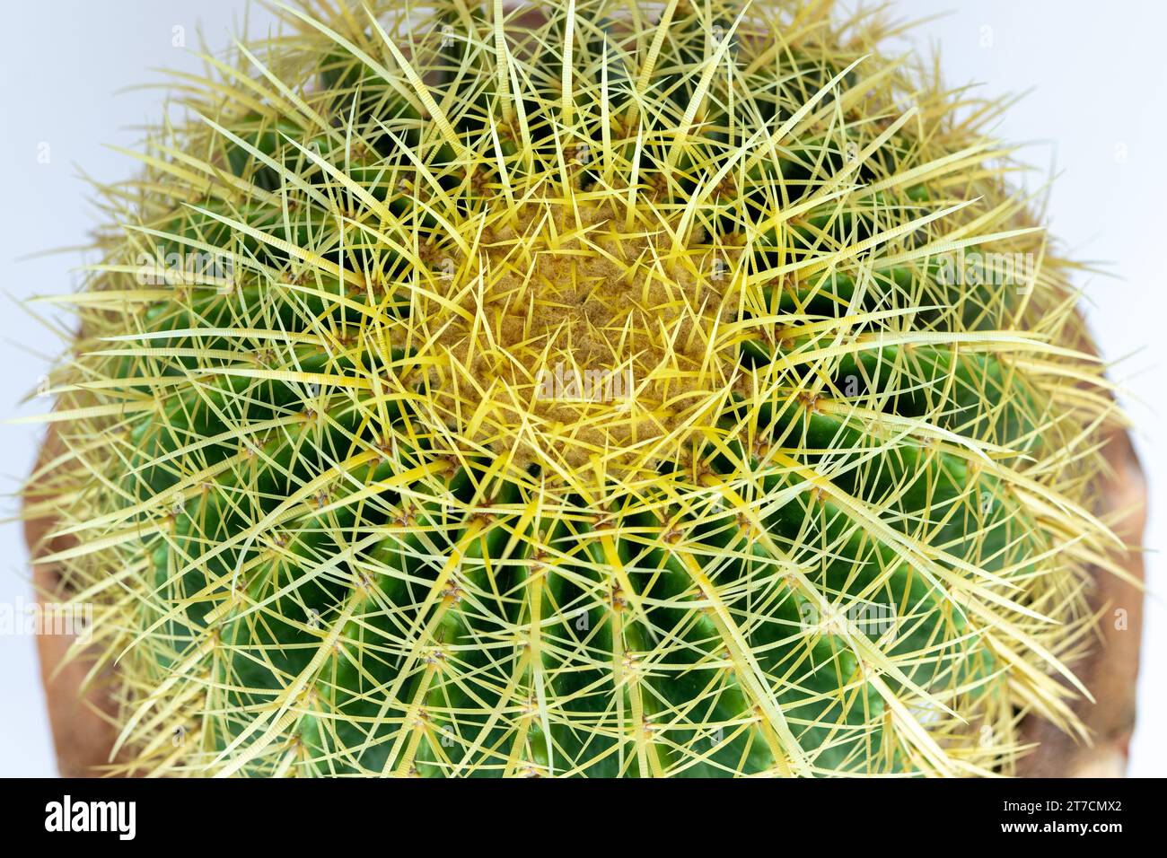 Top view of golden barrel cactus or mother-in-law's cushion cactus Stock Photo