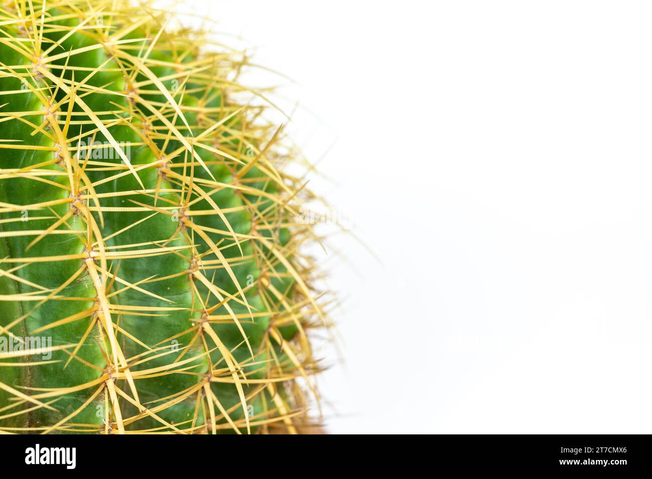 Echinocactus grusonii or Kroenleinia grusonii golden barrel cactus with copy space Stock Photo