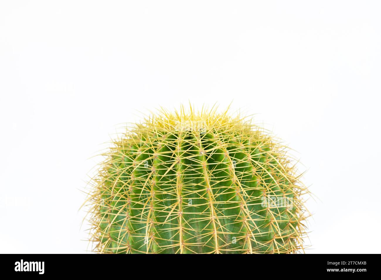 Echinocactus grusonii golden barrel cactus closeup isolated on white background Stock Photo