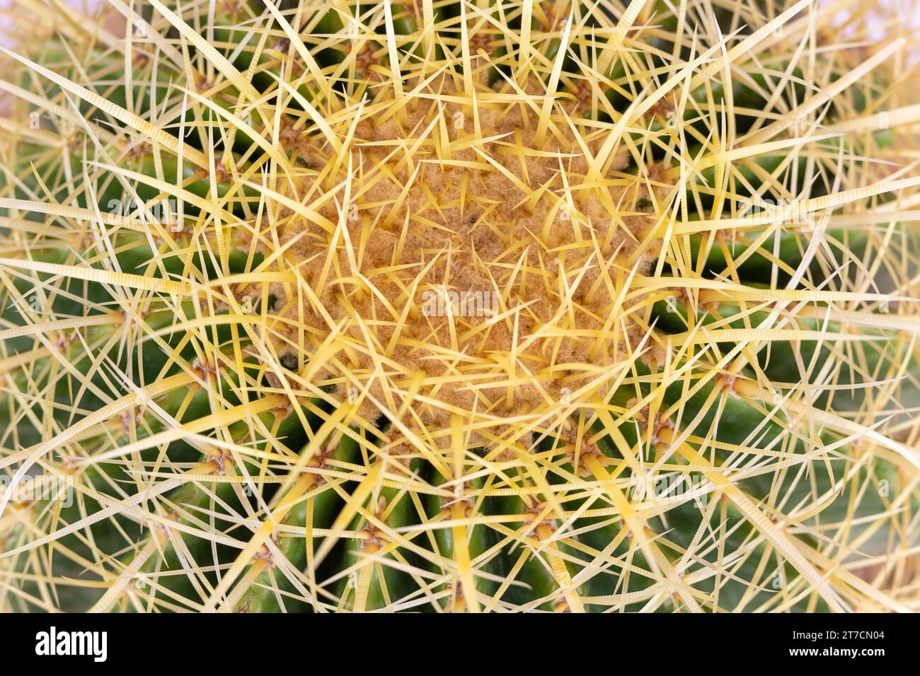 Echinocactus grusonii golden barrel cactus or golden ball top view Stock Photo