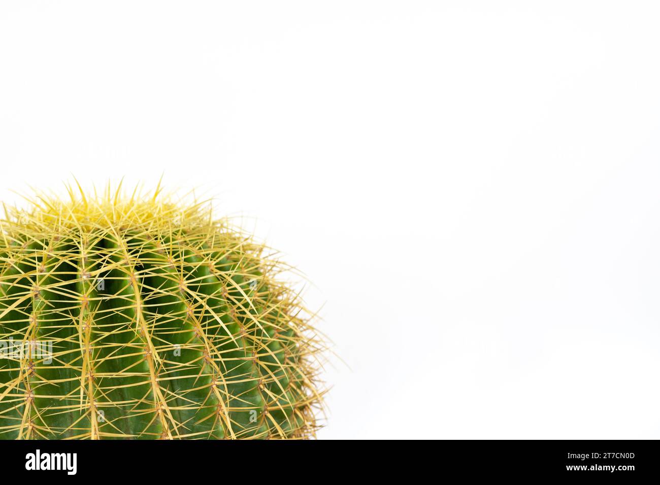 Golden barrel cactus echinocactus frusonii isolated on white background Stock Photo