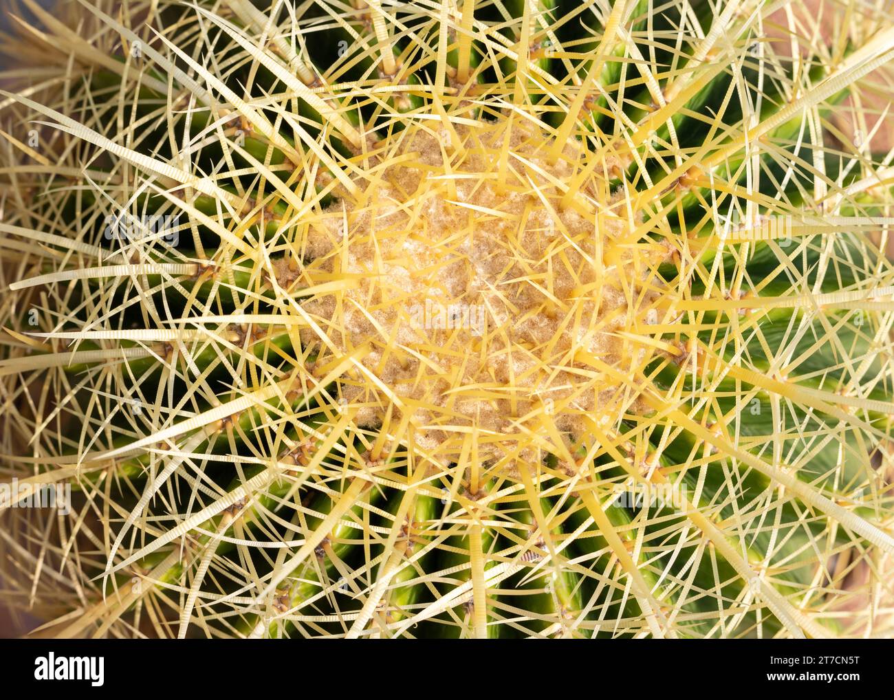Echinocactus grusonii golden barrel cactus top view closeup Stock Photo