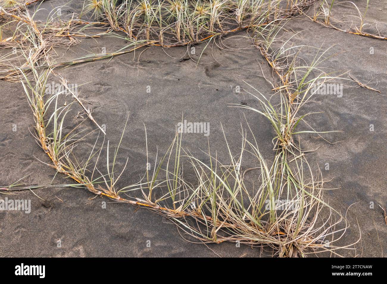 Pingao grass in a heart shape  on black sand at Piha Beach, New Zealand. Stock Photo