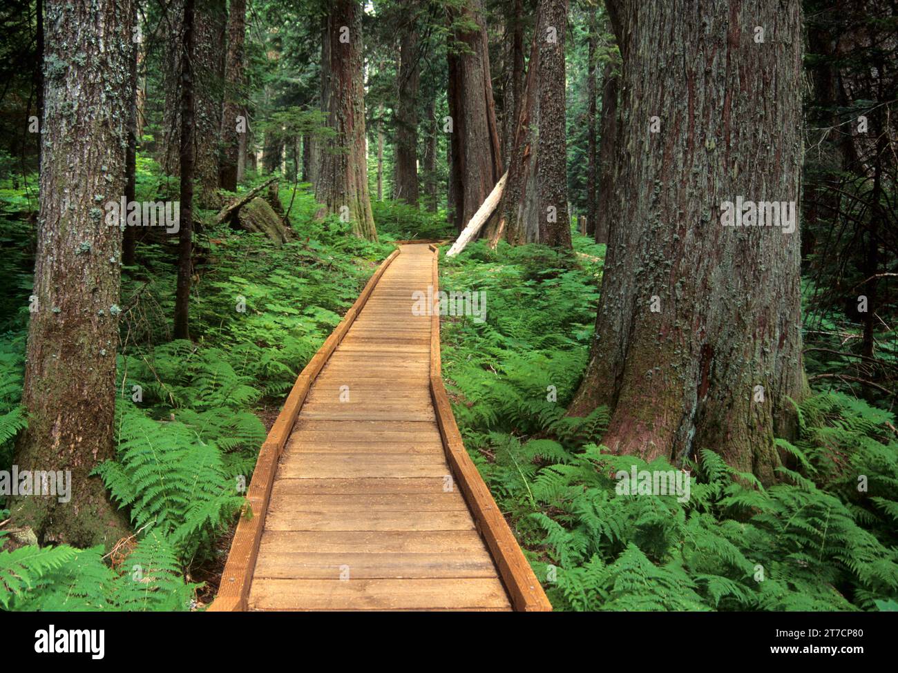 Lost Lake Trail boardwalk, Mount Hood National Forest, Oregon Stock